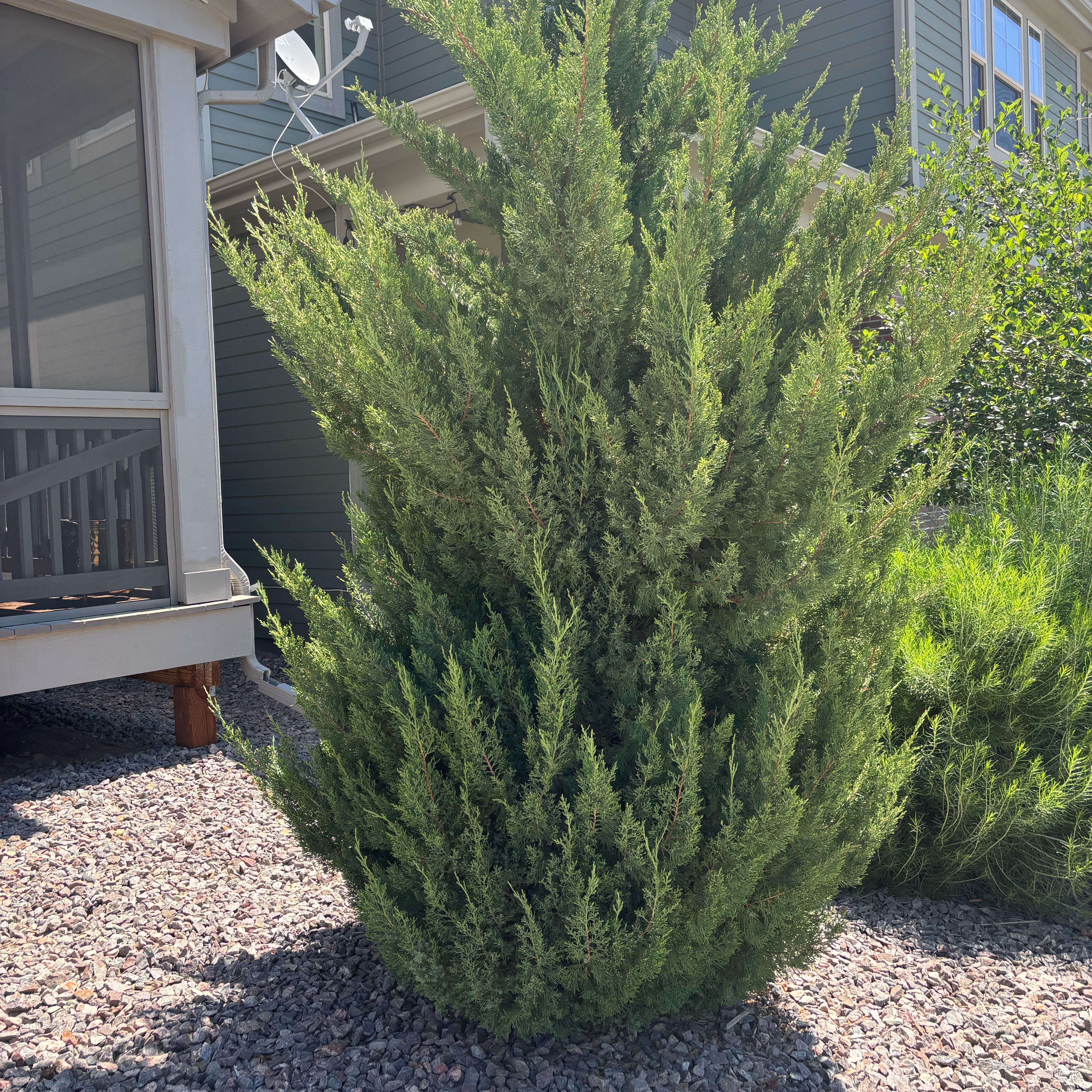 Photo of the plant species Mountaineer Rocky Mountain Juniper by @DaringLlavea named Foxxy on Greg, the plant care app