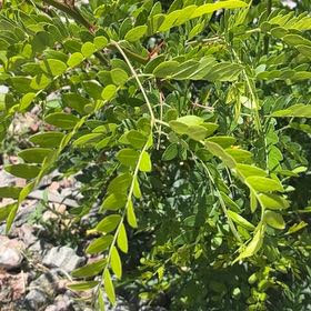 Photo of the plant species Fallugia by @DaringLlavea named Figyonce on Greg, the plant care app