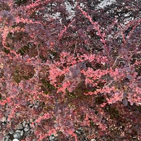 Photo of the plant species Japanese Barberry by @DaringLlavea named Athena on Greg, the plant care app