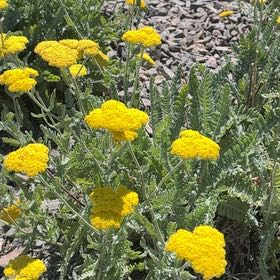 Photo of the plant species Fernleaf Yarrow by @DaringLlavea named Tree Diddy on Greg, the plant care app