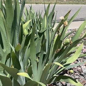 Photo of the plant species Yellow Iris by @DaringLlavea named Morgan Treeman on Greg, the plant care app