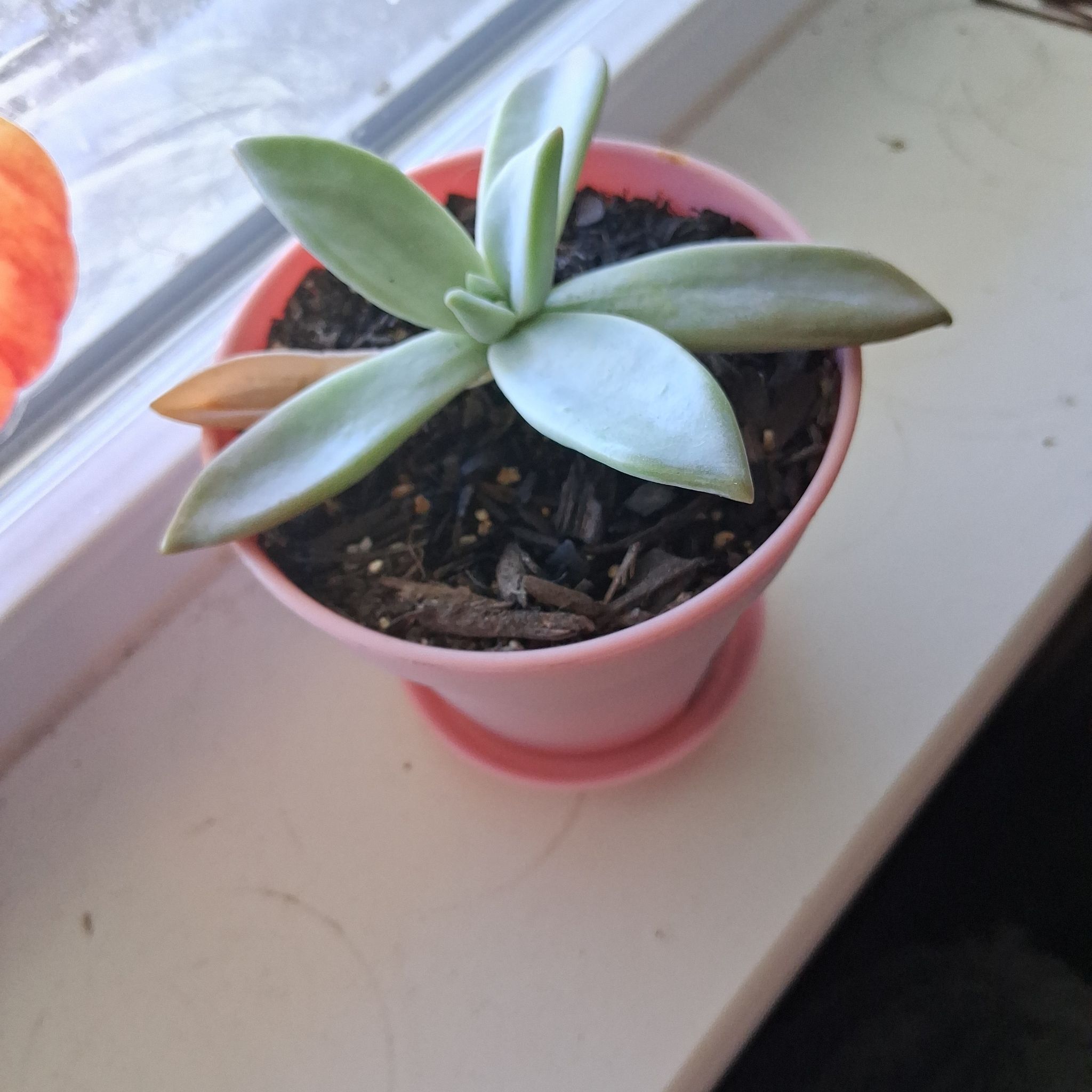 Photo of the plant species Graptopetalum Paraguayense Peach by @MagsClarice97 named Peaches on Greg, the plant care app