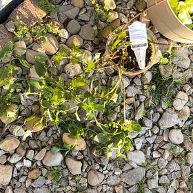 Photo of the plant species Sea Sandwort by @WholeGollum75 named Willow on Greg, the plant care app