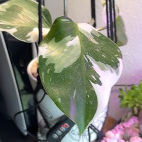 Photo of the plant species White Knight Philodendron by @YesDuwei36 named Keanu Leaves on Greg, the plant care app