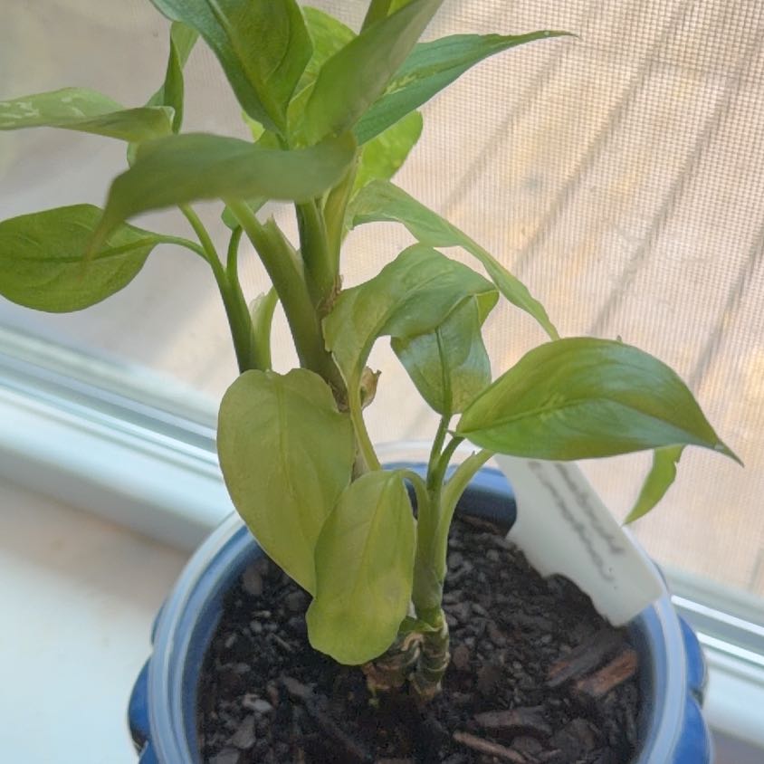 Photo of the plant species Murdannia by @BigRosemoss97 named Homer on Greg, the plant care app