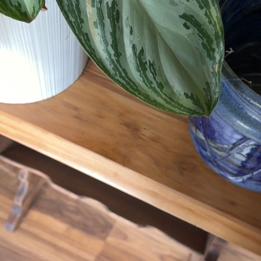 Photo of the plant species Pothos amplifolia by @BigRosemoss97 named Kylie on Greg, the plant care app