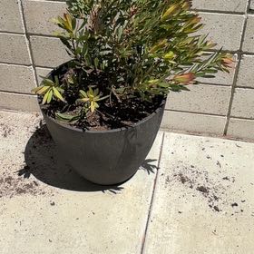 Photo of the plant species Conebush by @MemorableTaro66 named Pax on Greg, the plant care app