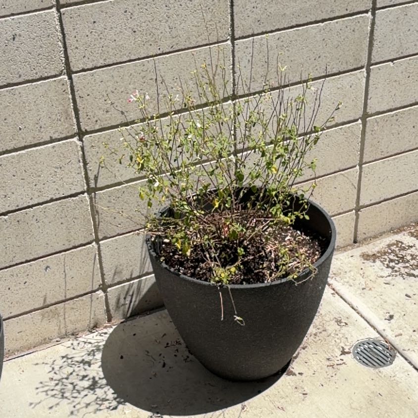 Photo of the plant species Lindheimer's Beeblossom by @MemorableTaro66 named Harmony on Greg, the plant care app