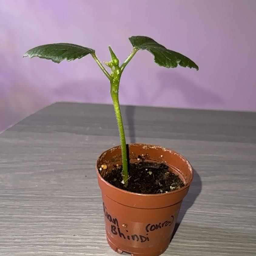 Photo of the plant species Okra by @HardyMikimiki24 named Nithin on Greg, the plant care app