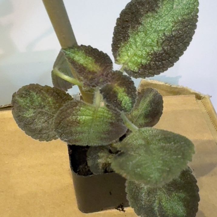 Photo of the plant species Episcia 'Pink Panther' by @HardyMikimiki24 named Kylie on Greg, the plant care app