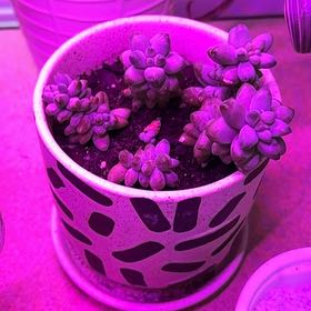 Photo of the plant species Donkey Tail by @HardyMikimiki24 named Scarlett on Greg, the plant care app