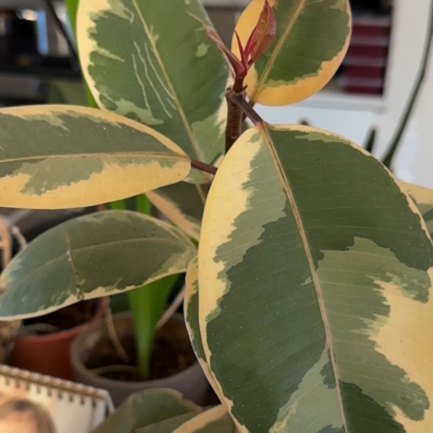 Photo of the plant species Ficus Decora by @HardyMikimiki24 named Gates on Greg, the plant care app