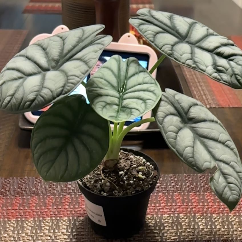 Photo of the plant species Alocasia Silver Dragon by @DeftMakura99 named Demi on Greg, the plant care app