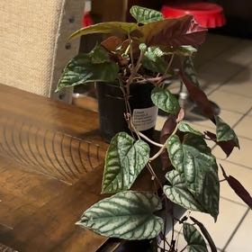 Photo of the plant species Rex Begonia Vine by @DeftMakura99 named Sage on Greg, the plant care app