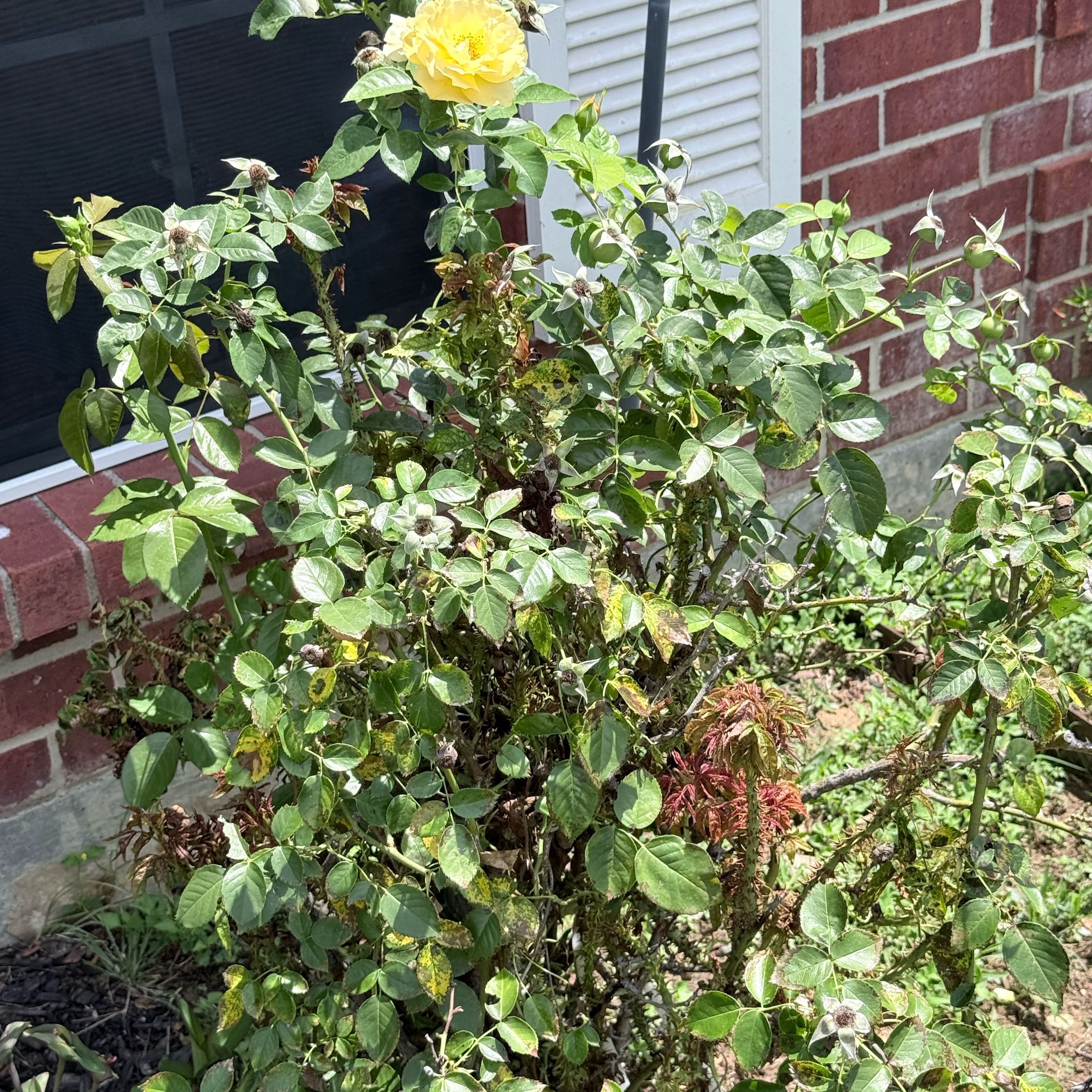 Photo of the plant species Dog Rose by @QualityChosmo99 named Remington on Greg, the plant care app