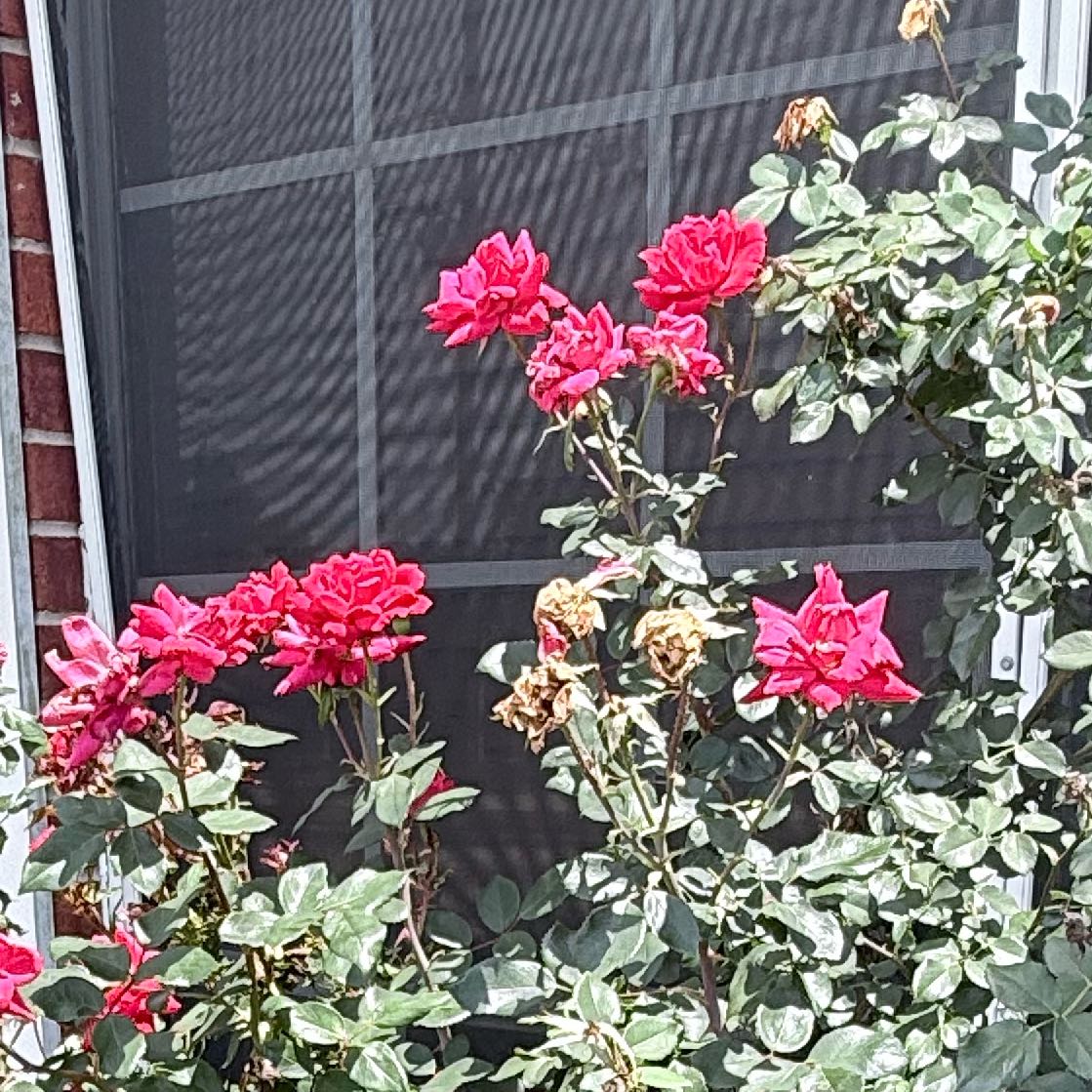 Photo of the plant species Alpine Rose by @QualityChosmo99 named Prince on Greg, the plant care app