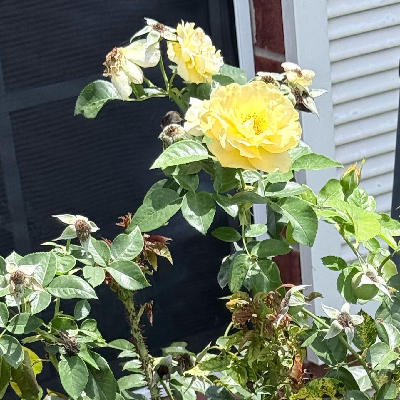 Photo of the plant species Dog Rose by @QualityChosmo99 named Sol on Greg, the plant care app