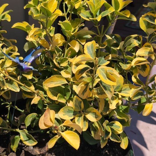 Photo of the plant species Japanese Spindle by @ResoluteSeaoats named Kobe on Greg, the plant care app