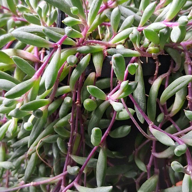 Photo of the plant species Small Red Carpet by @ModelVaseyoak74 named Bieber on Greg, the plant care app