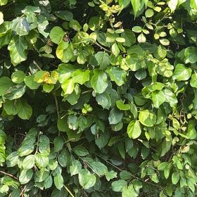 Photo of the plant species Sweet Arrowwood by @GreenMasheen named Leaf Erickson on Greg, the plant care app