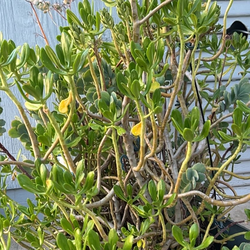 Photo of the plant species Tree Stonecrop by @Boriqua49 named Khaleesi on Greg, the plant care app