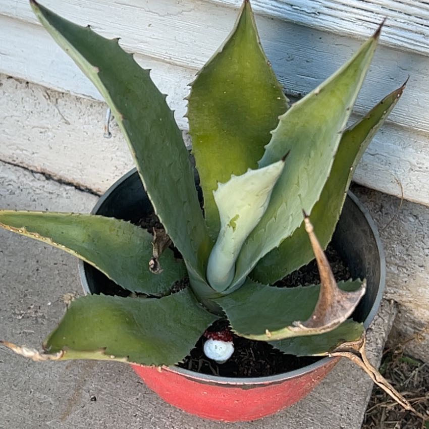 Photo of the plant species Agave Raksasa by @Boriqua49 named Shakira on Greg, the plant care app