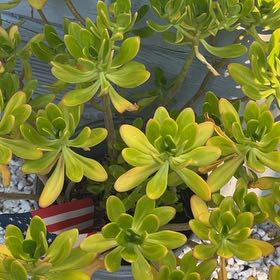 Photo of the plant species beach cabbage by @Boriqua49 named Ronaldo on Greg, the plant care app