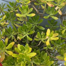 Photo of the plant species beach cabbage by @Boriqua49 named Xena on Greg, the plant care app