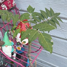 Photo of the plant species Ailanthus Altissima by @WiseNeem27 named Madonna on Greg, the plant care app