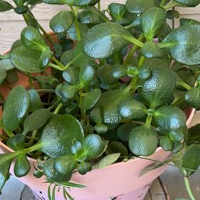 Photo of the plant species Fairy Crassula by @Boriqua49 named Marzy on Greg, the plant care app