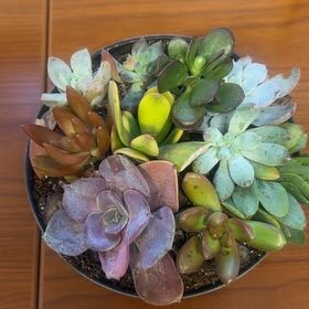 Photo of the plant species succulent by @FitJuniper55 named Fernie Mercury on Greg, the plant care app