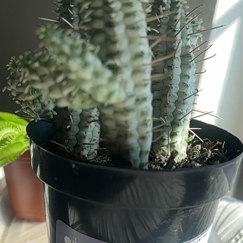 Photo of the plant species Variegated Corncob Cactus by @ManlyLettuce79 named Daphne on Greg, the plant care app