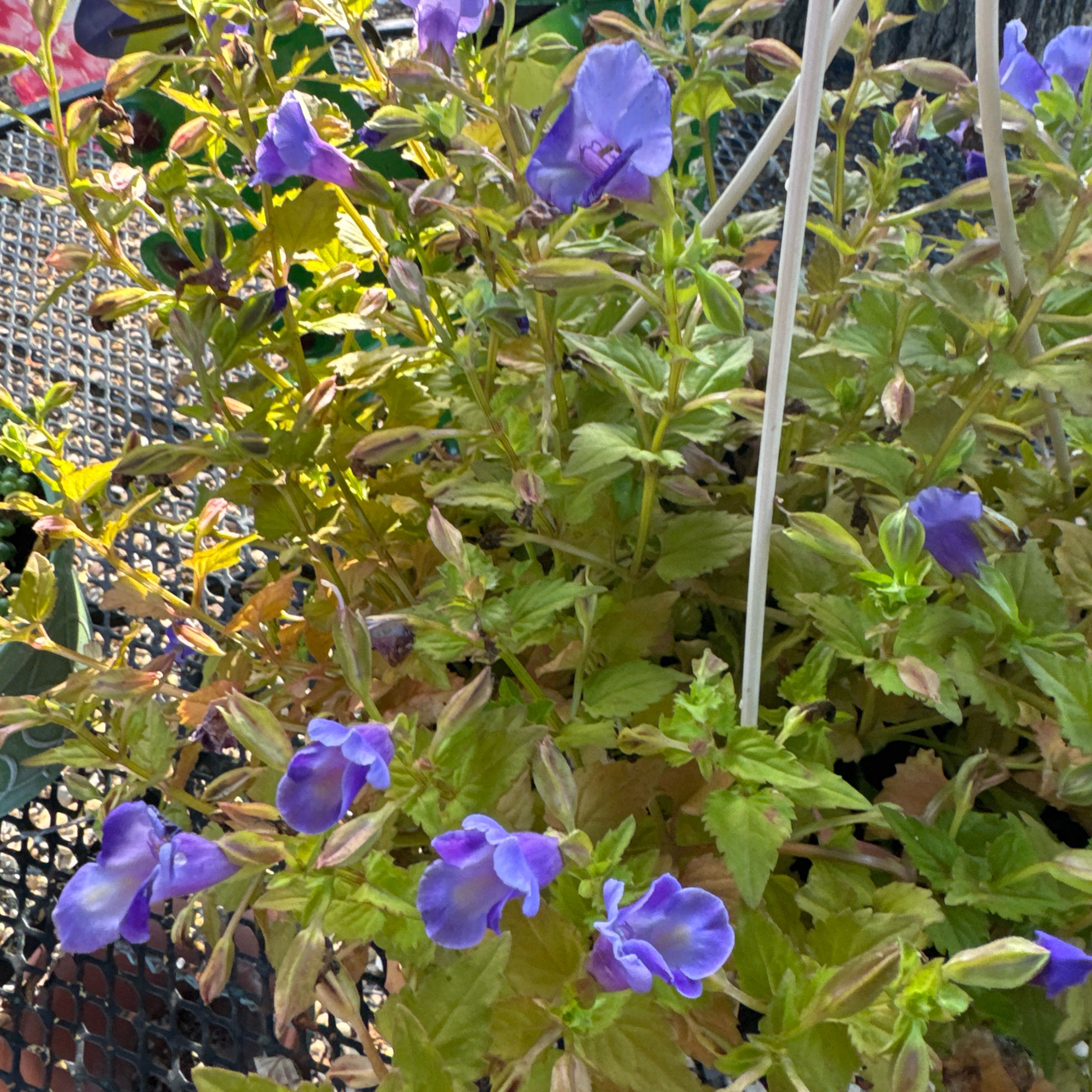 Photo of the plant species Wishbone Flower by @SleekAcajou69 named Einstein on Greg, the plant care app
