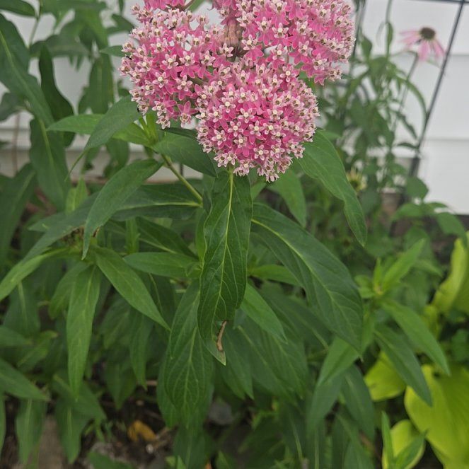 Photo of the plant species Swamp Milkweed by @LadyNapaea65 named Eva on Greg, the plant care app