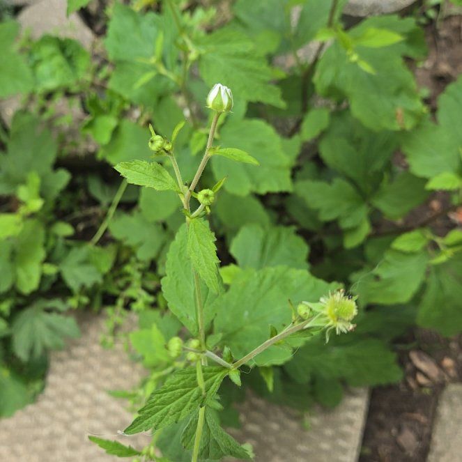 Photo of the plant species White Avens by Bonita named Leaf Erickson on Greg, the plant care app