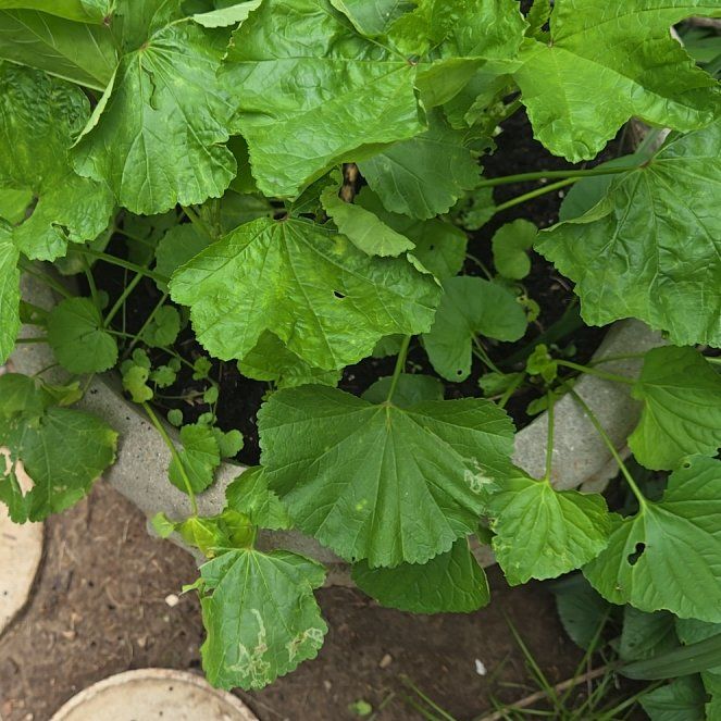 Photo of the plant species Cheeseweed Mallow by @LadyNapaea65 named Dolores on Greg, the plant care app