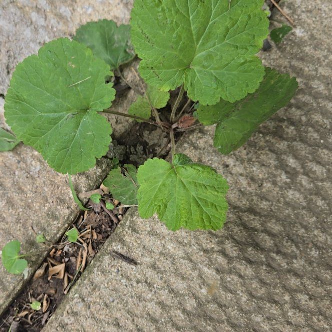 Photo of the plant species Eriocapitella hupehensis by @LadyNapaea65 named Rihanna on Greg, the plant care app