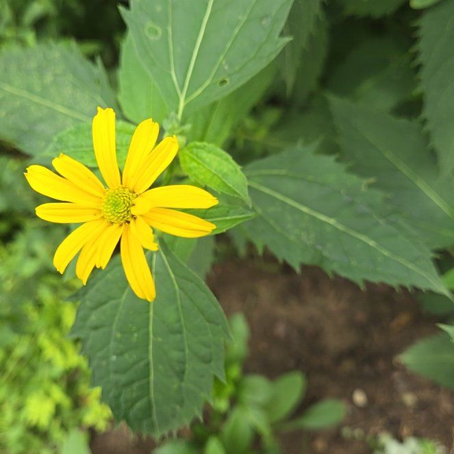 Photo of the plant species Smooth Oxeye by @LadyNapaea65 named Marley on Greg, the plant care app