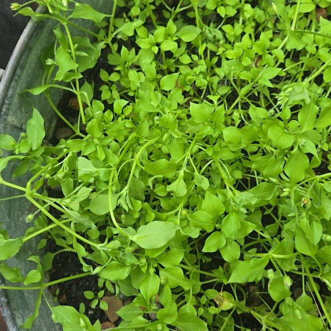 Photo of the plant species Common Chickweed by Bonita named Stella on Greg, the plant care app