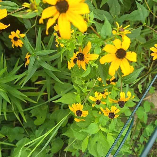 Photo of the plant species Brown-Eyed Susan by Bonita named Muhammad Ali on Greg, the plant care app