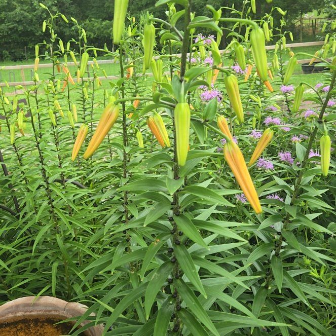 Photo of the plant species Tiger Lily by @LadyNapaea65 named Beckham on Greg, the plant care app