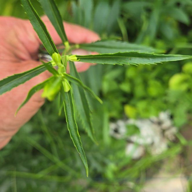 Photo of the plant species Sundrops by @LadyNapaea65 named Doja Cat on Greg, the plant care app