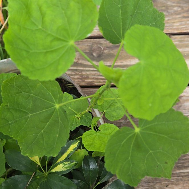 Photo of the plant species Wax Mallow by Bonita named Bella on Greg, the plant care app