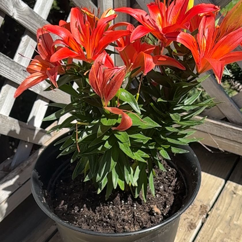Photo of the plant species Asiatic Lily by @TruthfulColeus named Daja on Greg, the plant care app