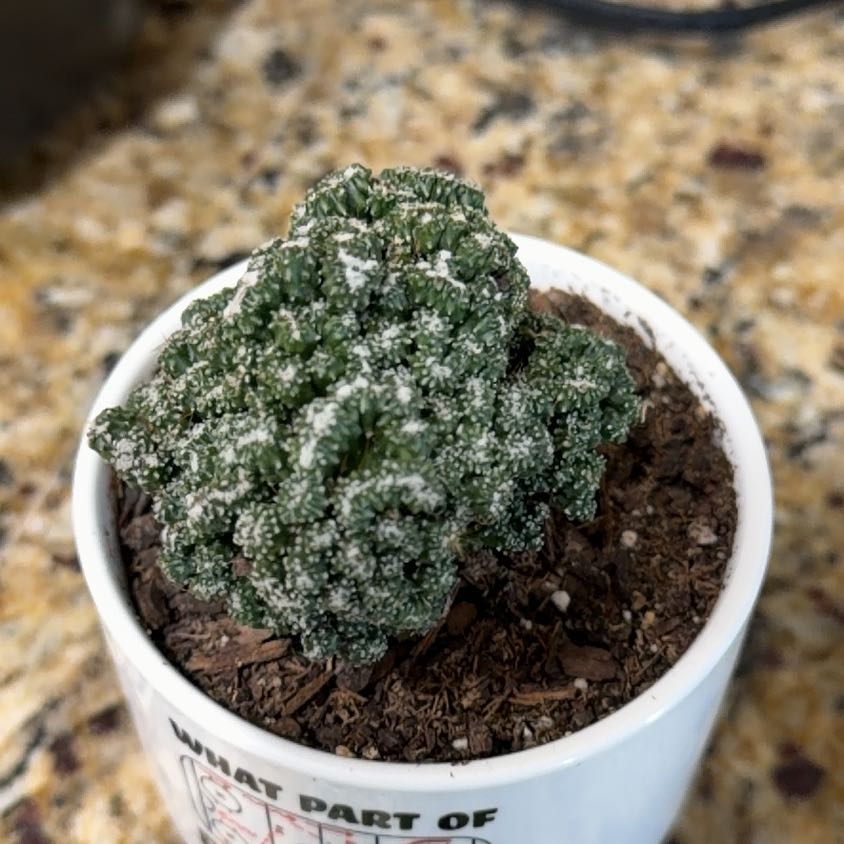 Photo of the plant species Ming Thing Cactus by @VipChards10 named Spike Leaves on Greg, the plant care app