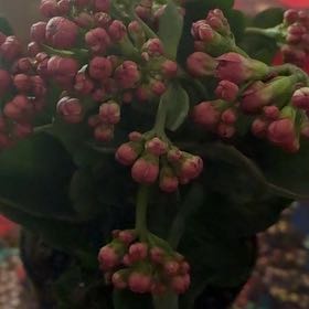 Photo of the plant species Adamant Creeper by @TopMossfern39 named Leonardo on Greg, the plant care app