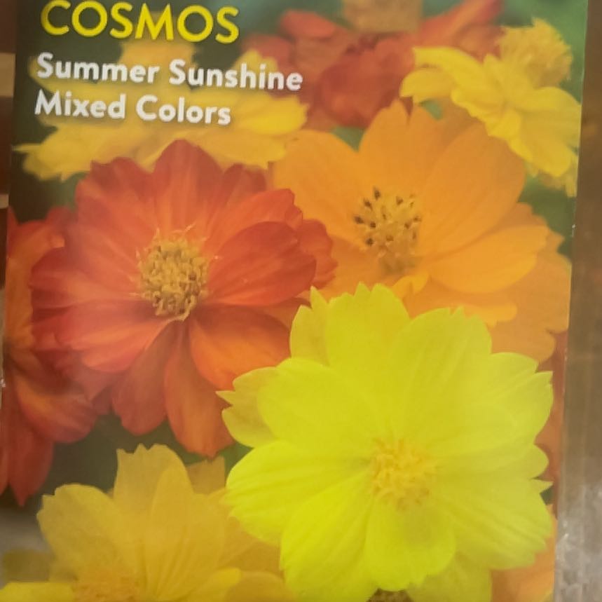 Photo of the plant species Sulphur Cosmos by @TopFrogbit53 named Forrest on Greg, the plant care app