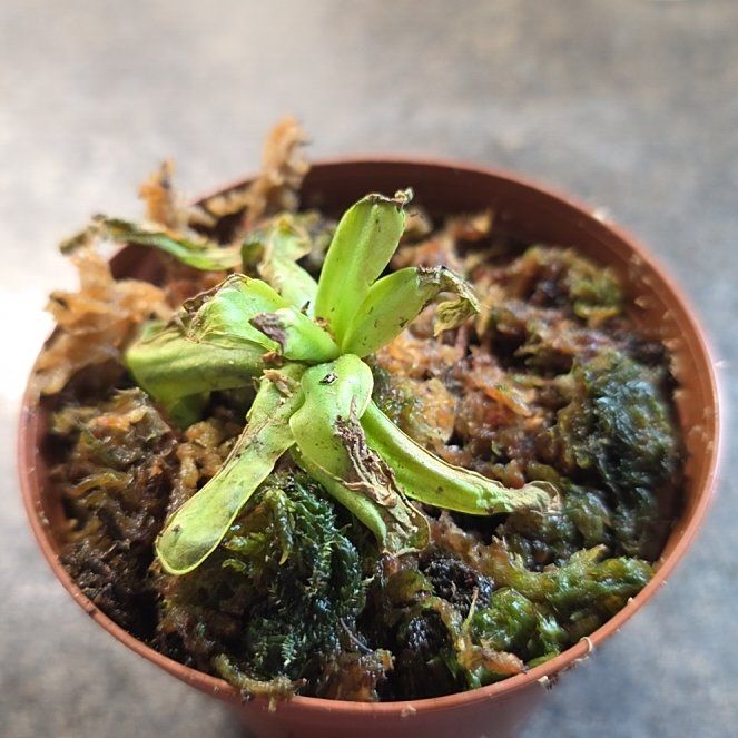 Photo of the plant species Common Butterwort by @SweetSweetbox98 named Harper on Greg, the plant care app