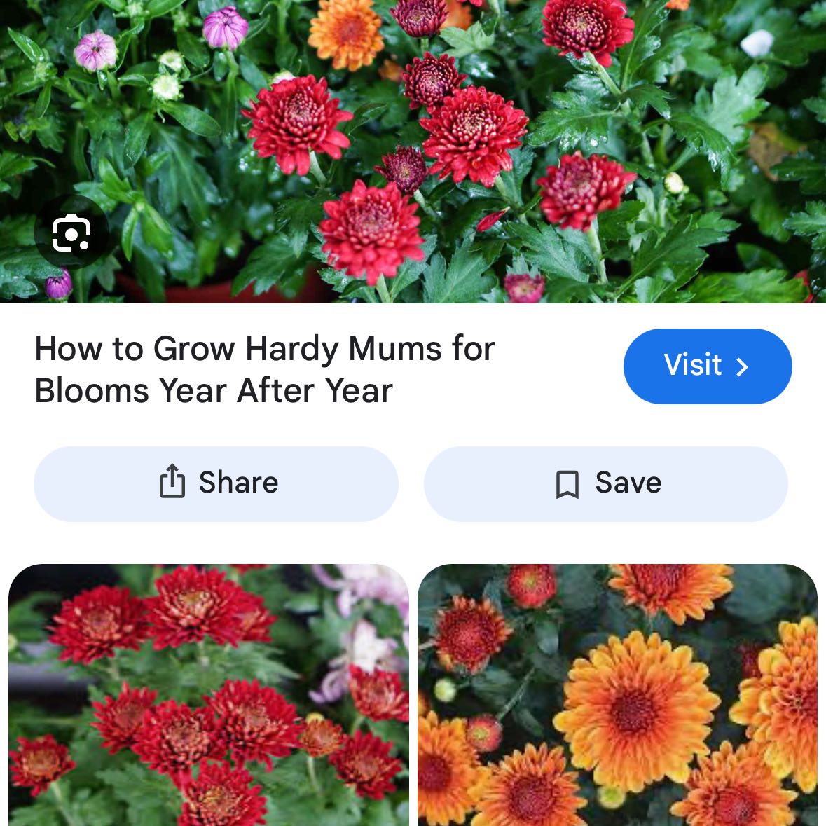 Photo of the plant species Chrysanthemum by @ClearChia21 named Figyonce on Greg, the plant care app