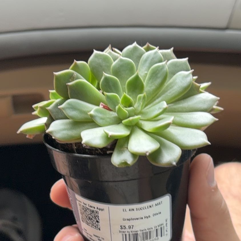 Photo of the plant species Graptoveria Hybrid 'Olivia' by @NimbleFrithia12 named Olivia Leaf Erickson on Greg, the plant care app